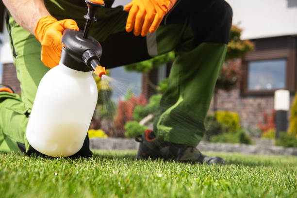 Best Wasp Removal Services  in Spring Creek, NV