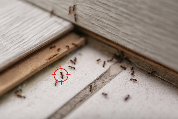 Best Cockroach Control Services  in Spring Creek, NV