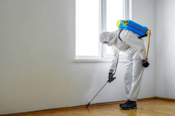 Best Affordable Pest Control Services  in Spring Creek, NV