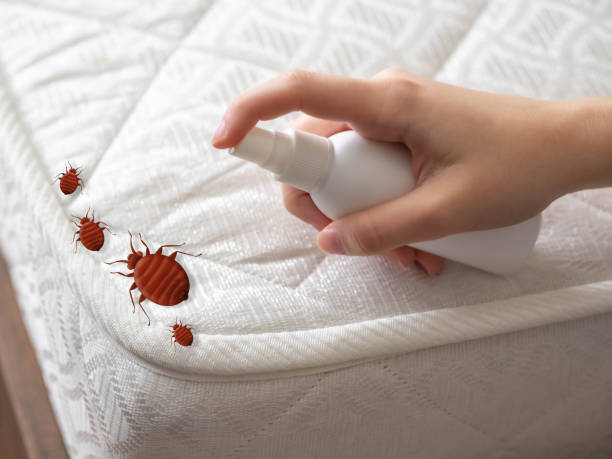 Best Exterminator Services  in Spring Creek, NV