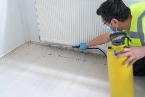 Best Rat Extermination Near Me  in Spring Creek, NV