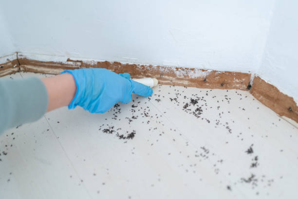 Best Termite Control Services  in Spring Creek, NV