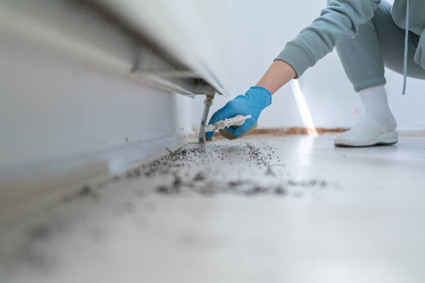 Best Insect Control  in Spring Creek, NV